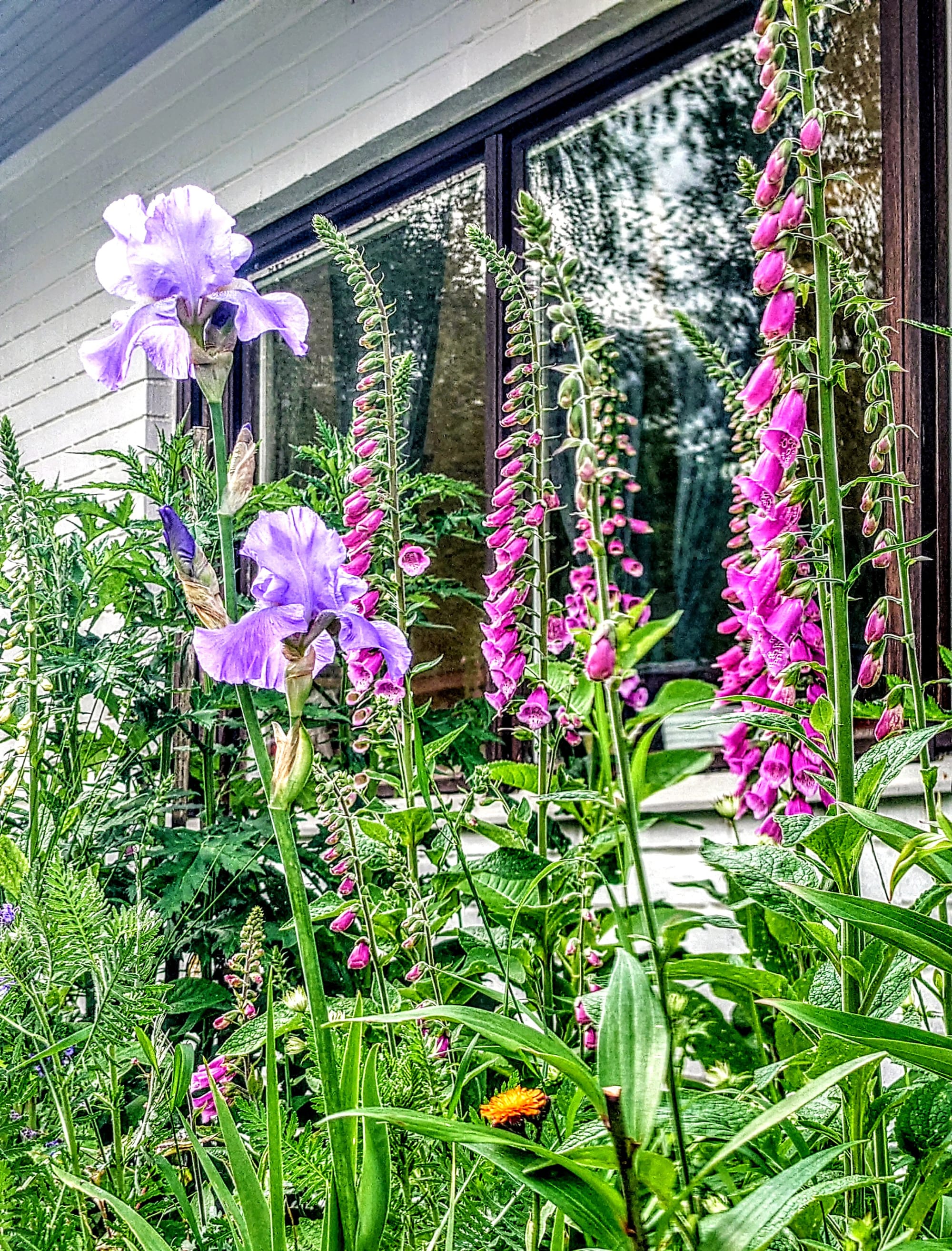 Digital Detox Through Permaculture Gardening