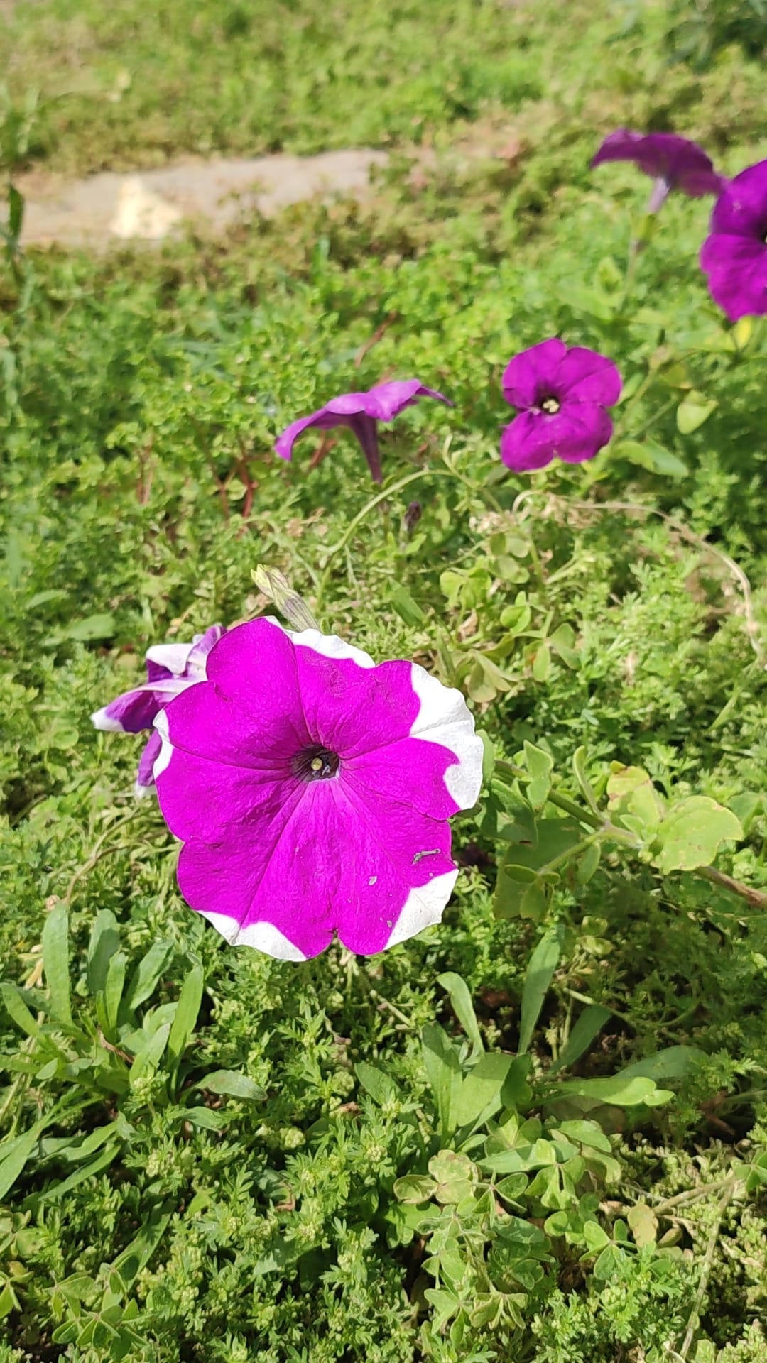 Spring in Spain II