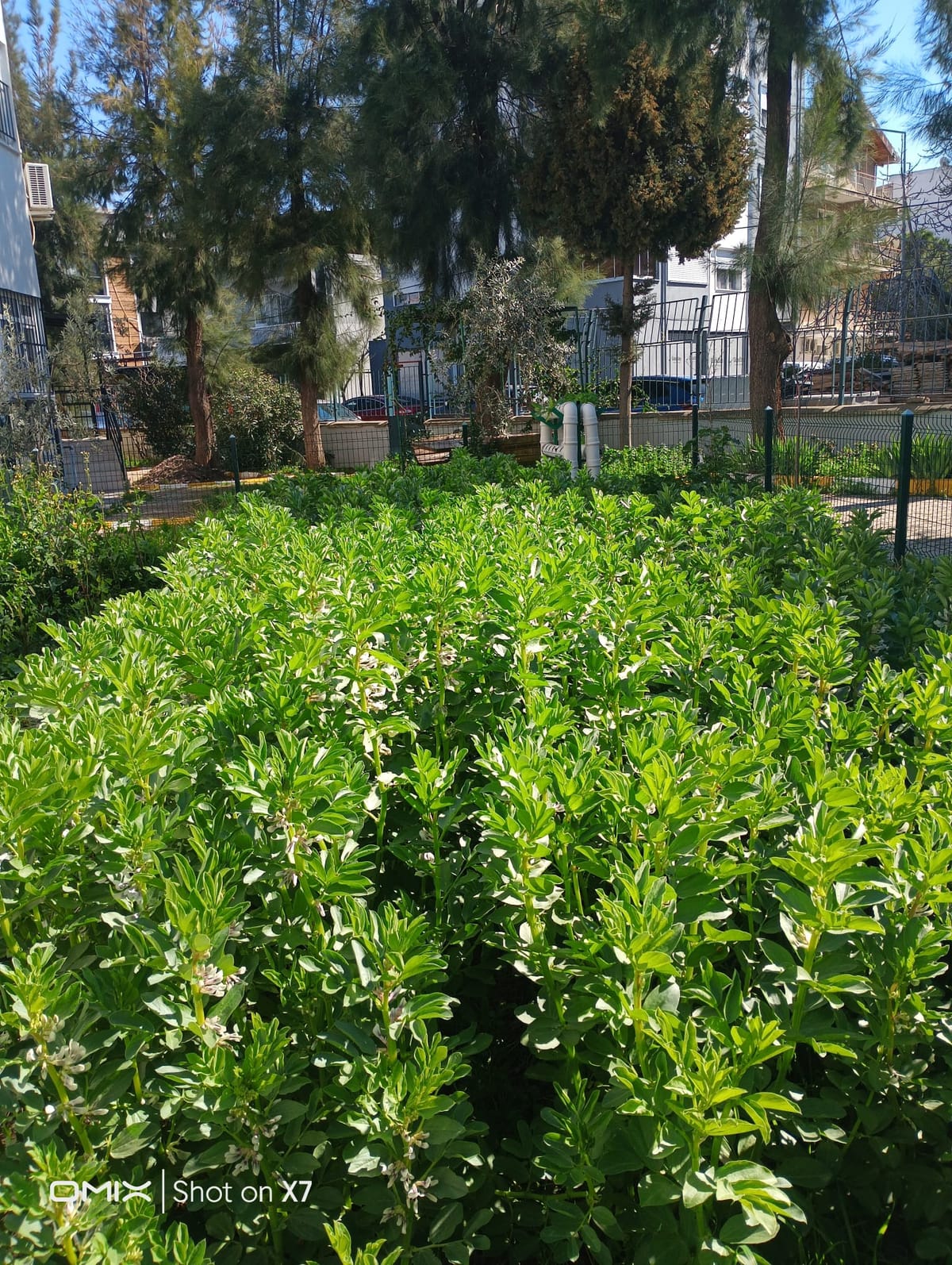 Harvest I