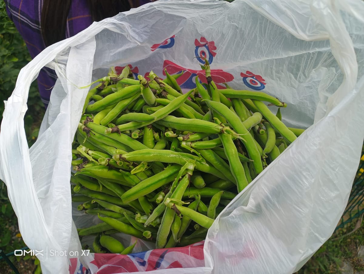 Harvest II