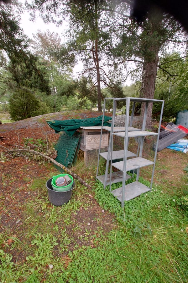 Growing Under Pine Trees