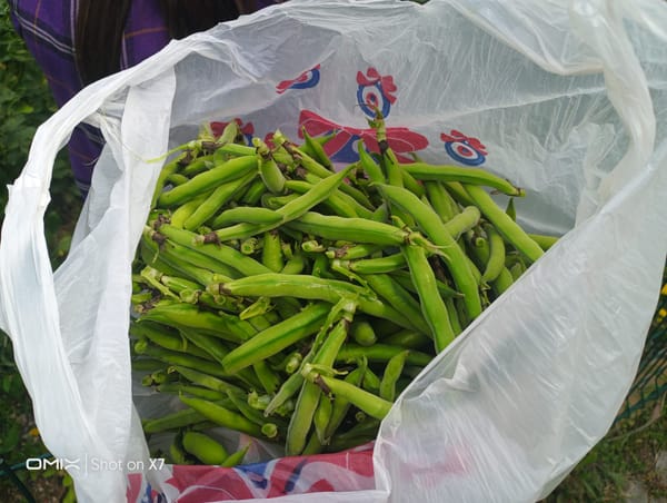 Harvest II